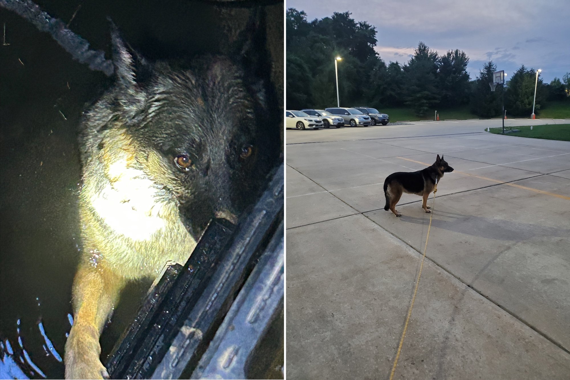 Dog rescued from manhole